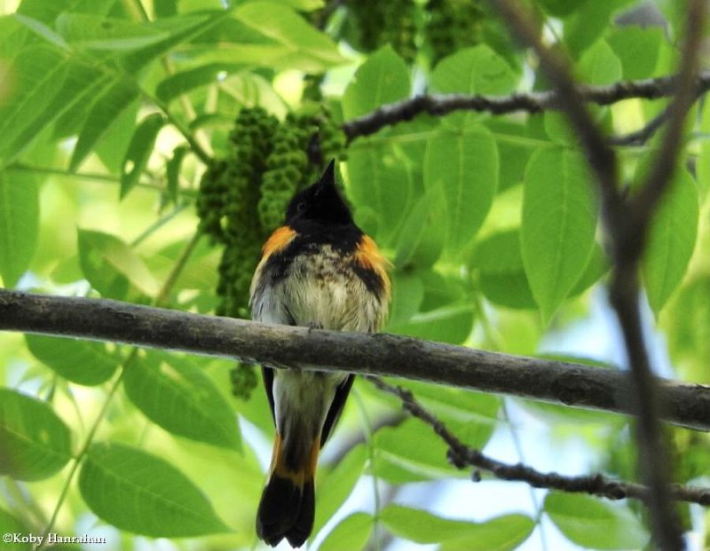 American redstart, male