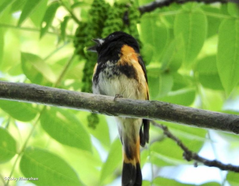 American redstart, male