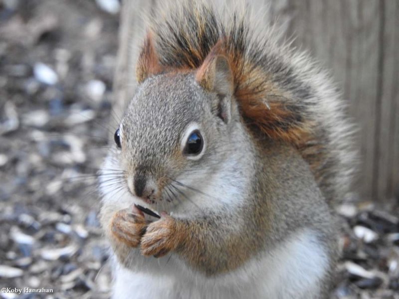 Red squirrel  (Tamiasciurus hudsonicus)