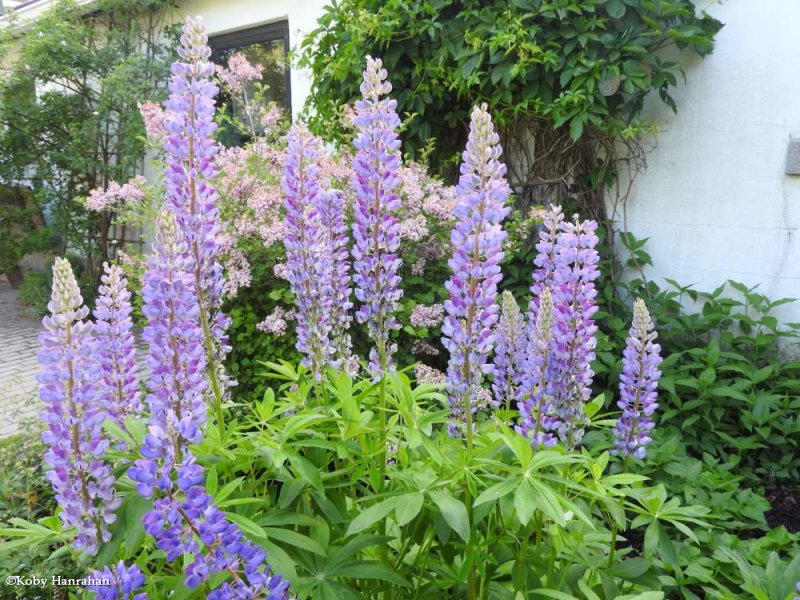 Lupines