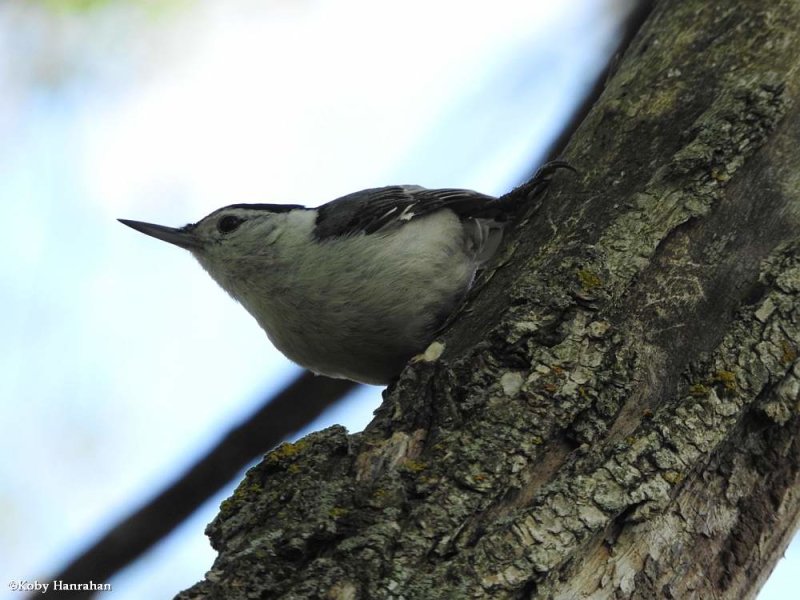 White-breasted nuthatch