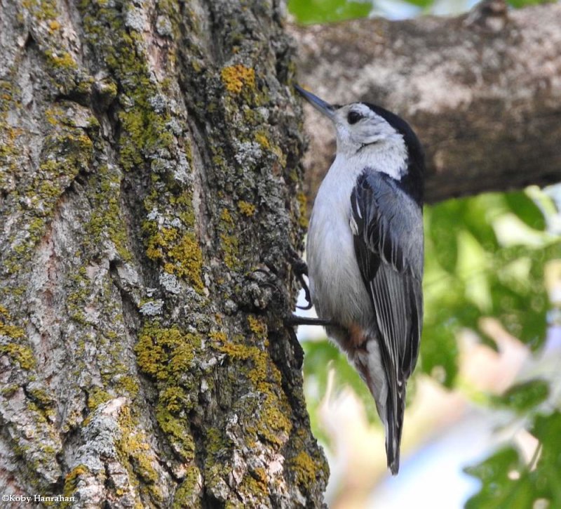 White-breasted nuthatch