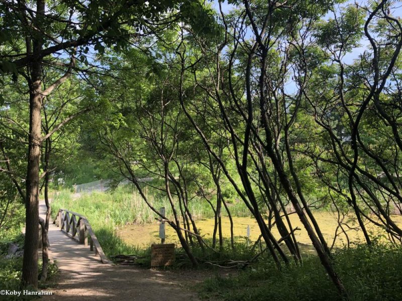 Main trail to the pond