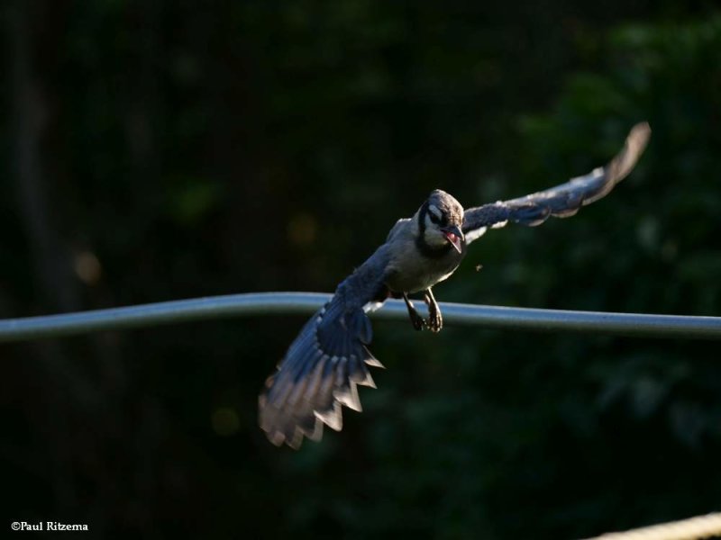 Crows and Jays of the FWG