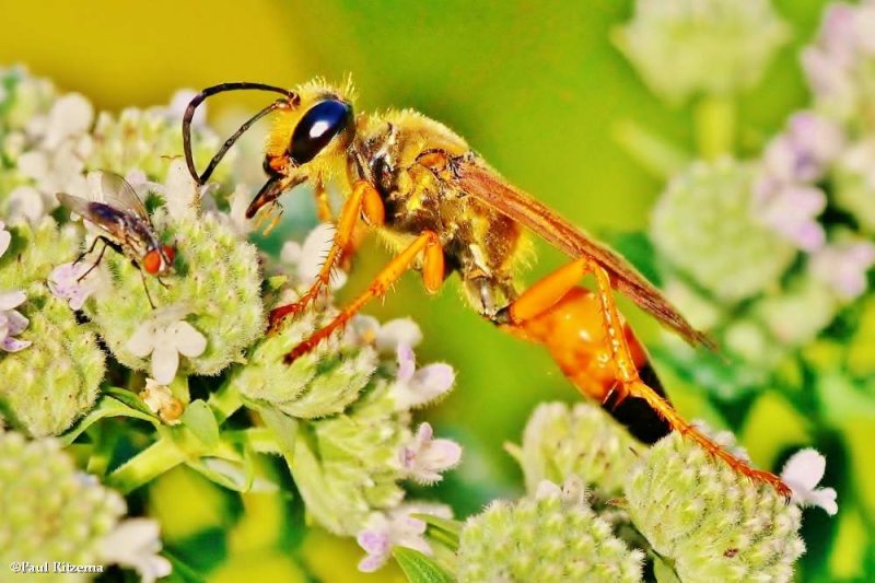 Thread-waisted wasps (Family: Sphecidae)