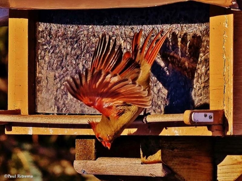 Northern Cardinals and Rose-Breasted Grosbeaks of the FWG