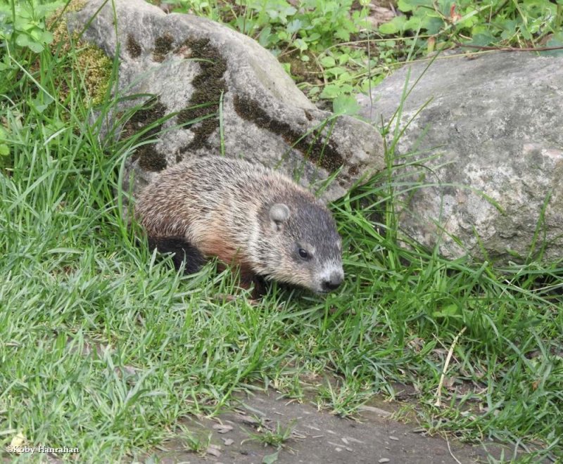 Groundhog  (Marmota monax)