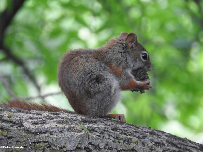 Red squirrel  (Tamiasciurus hudsonicus)