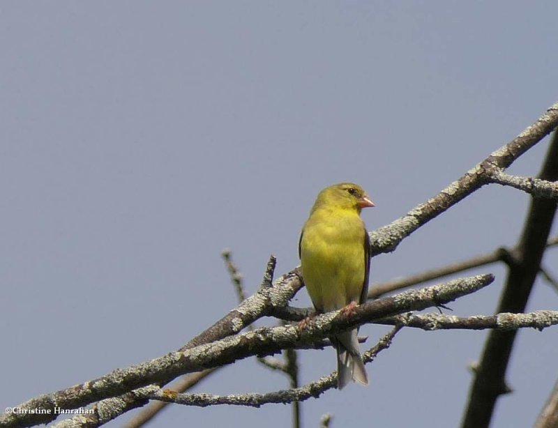 American goldfinch