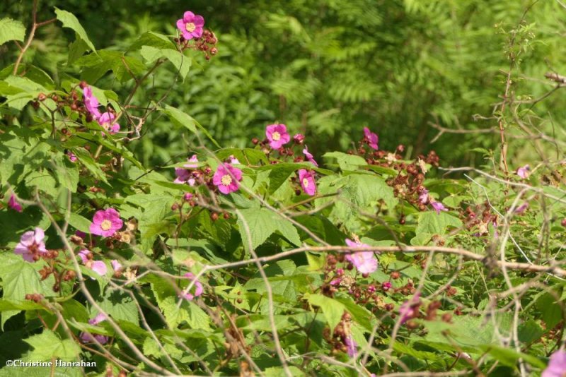 Purple flowering raspberry  (Rubus odoratus) 