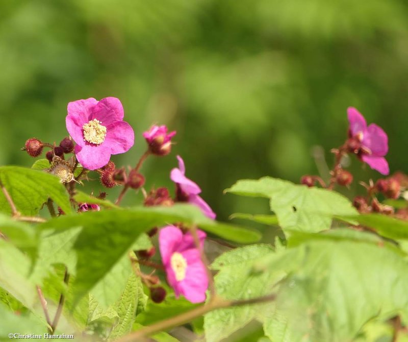 Purple flowering raspberry  (Rubus odoratus)