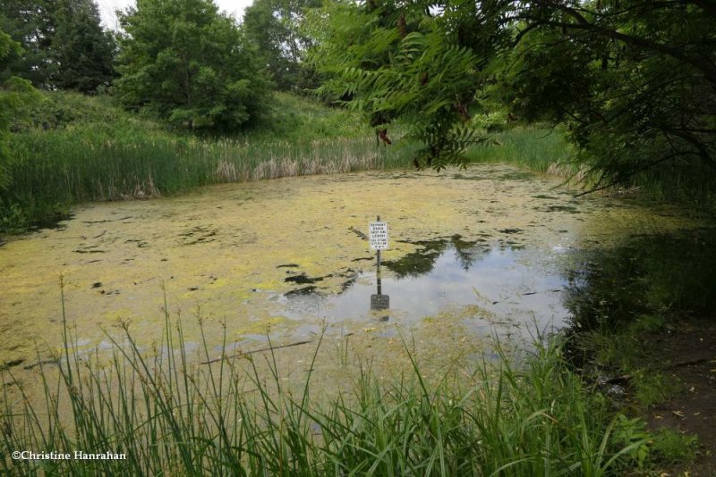 The amphibian pond in early summer
