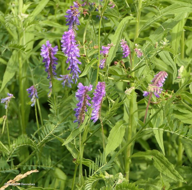 Tufted vetch  (Vicia cracca)