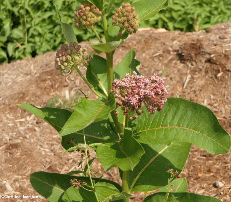 Common milkweed (Asclepias syriaca)