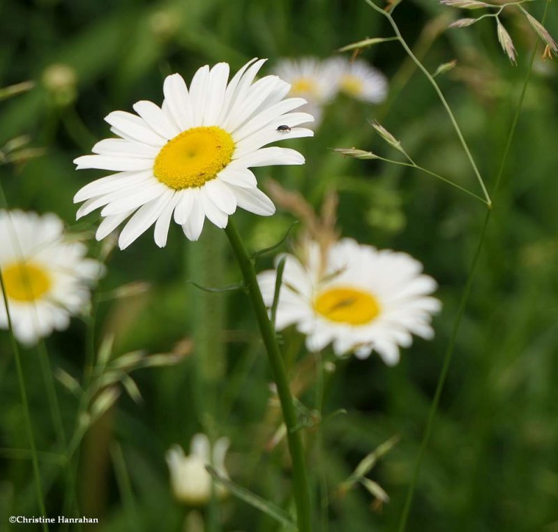 Ox-eye daisy  (Leucanthemum vulgare)