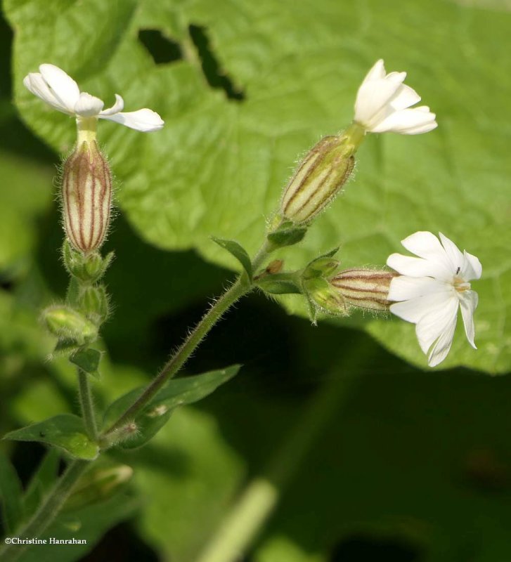 White campion (Silene latifolia)