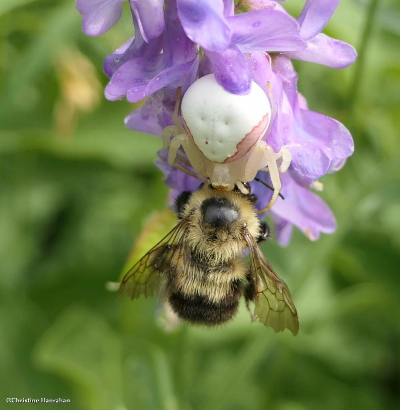 Crab spider and bumble bee