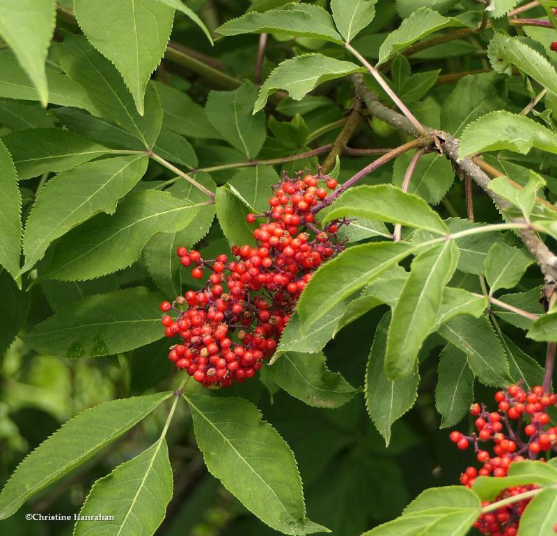 Red-berried elder (Sambucus racemosa)