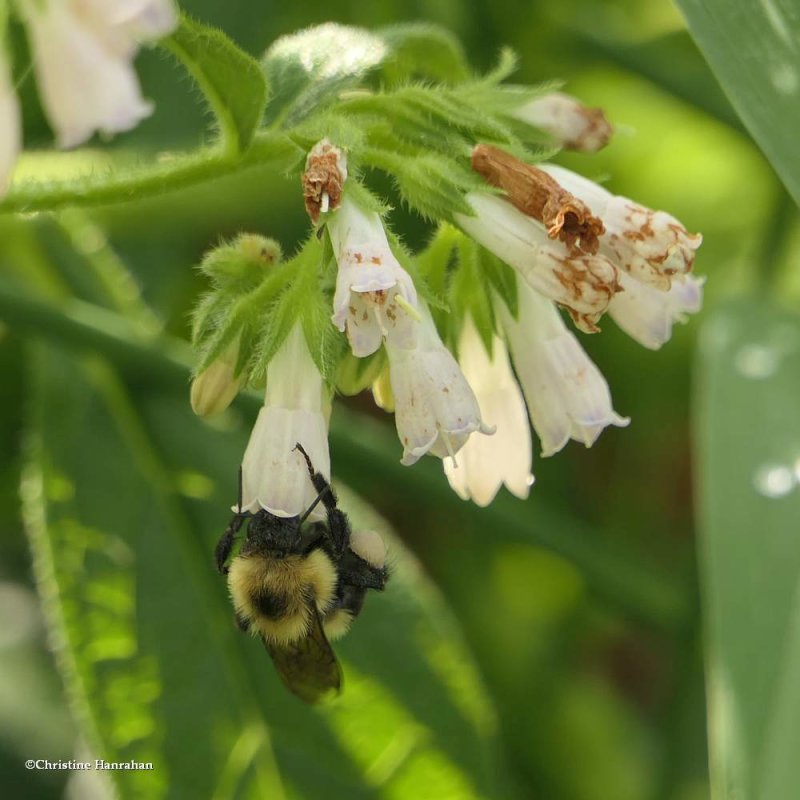 Bumble bee on Comfrey