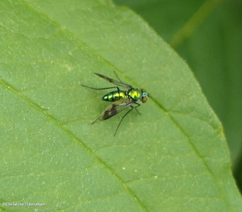 Long-legged fly (Condylostylus)