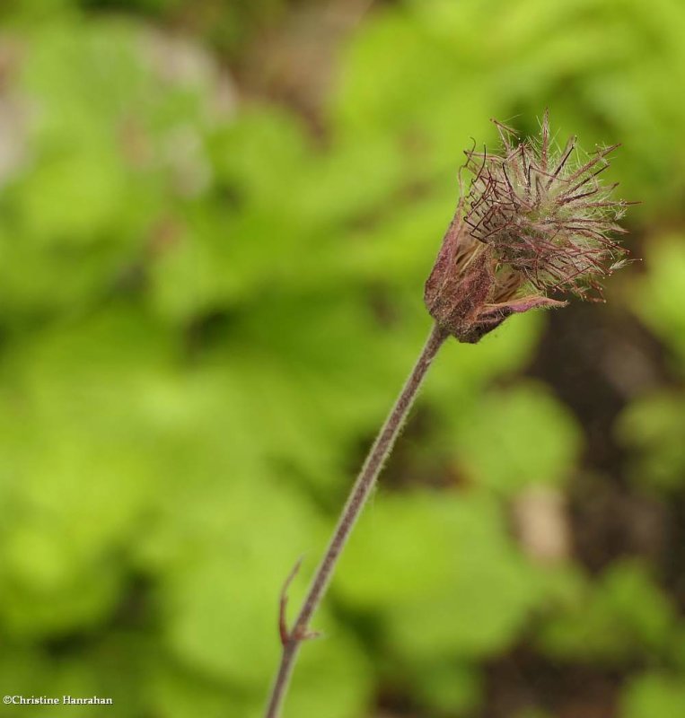 Water avens (Geum rivale)