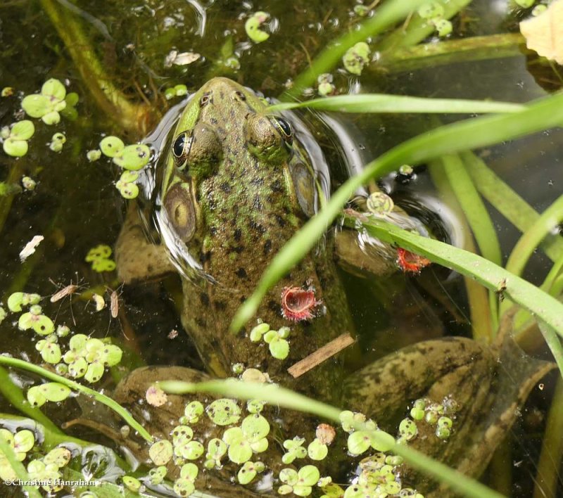 Green frog (Lithobates clamitans)