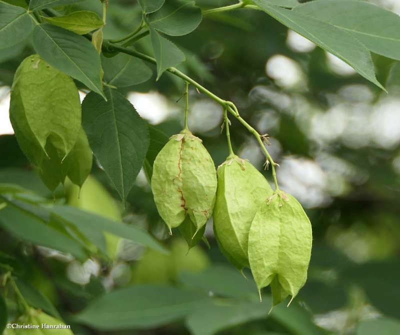 Bladdernut shrub (Staphylea trifolia)