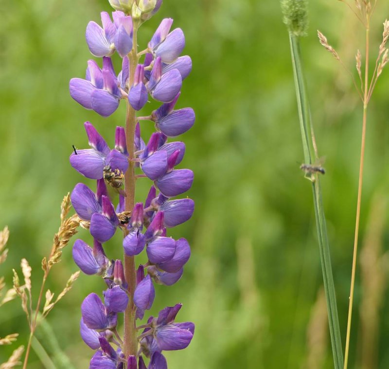 Lupines