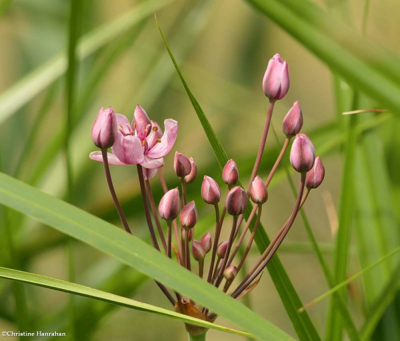 Flowering rush (Butomus umbellatus)