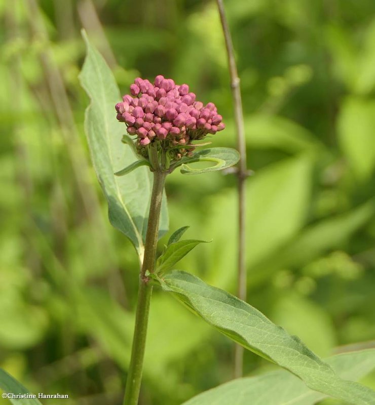 Swamp milkweed (Asclepias incarnata)