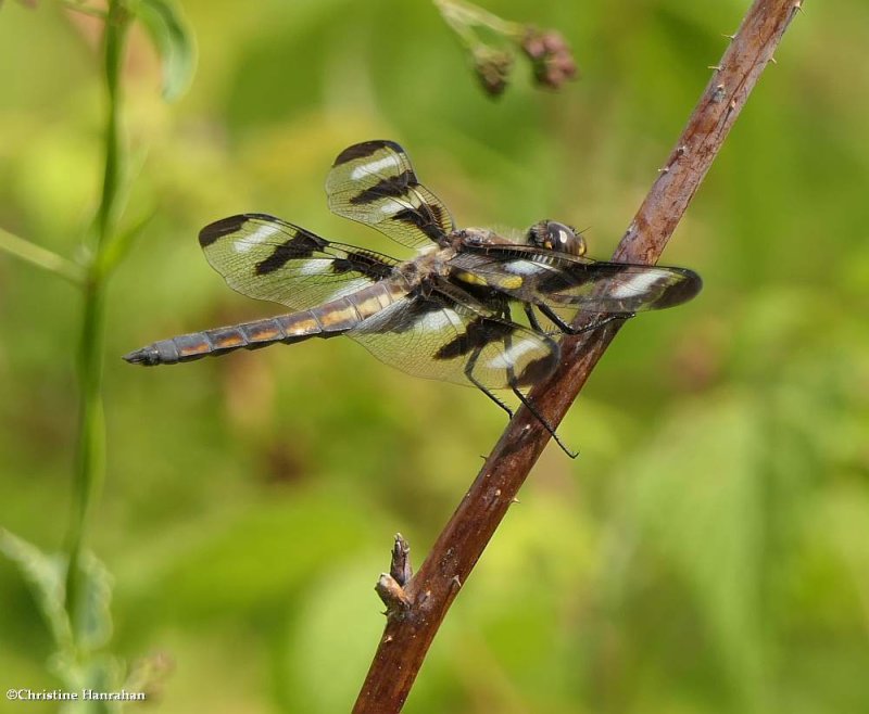 Twelve-spotted skimmer  (Libellula pulchella)