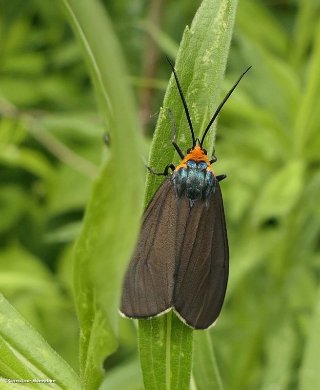 Virginia ctenucha moth (Ctenucha virginica)