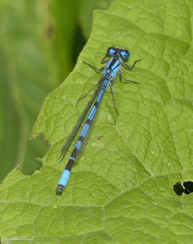 Bluet (Enallagma sp.)
