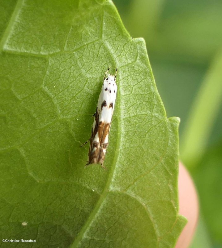 Red-streaked mompha moth  (Mompha eloisella), #1443