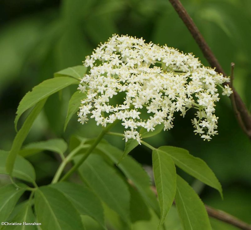 Canada elderberry (Sambucus canadensis)