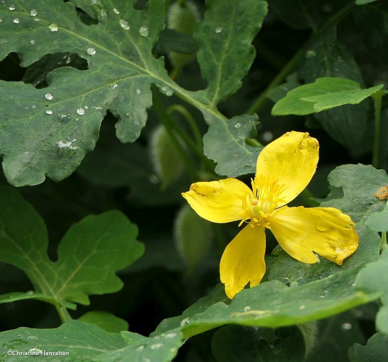 Wood poppy (Stylophorum diphyllum)