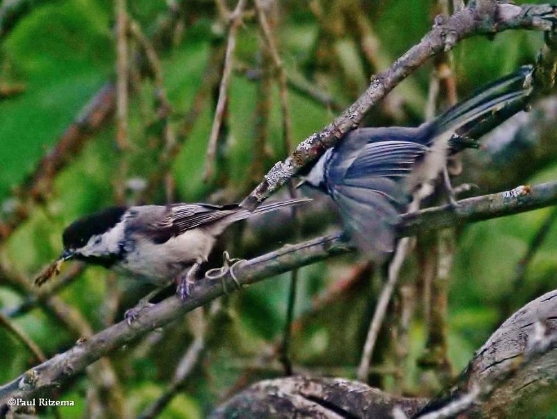 Chickadees, adult and juvenile