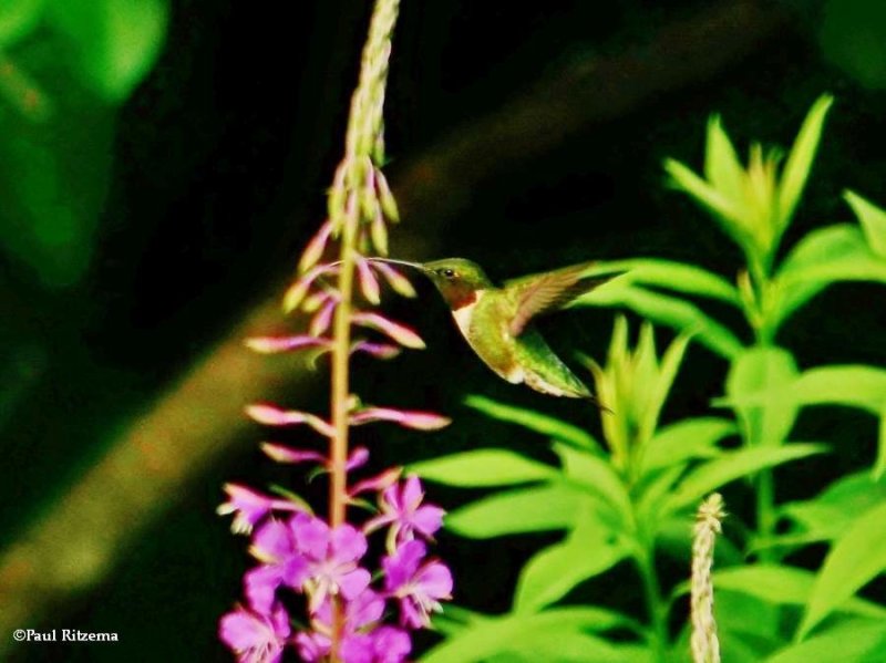 Ruby-throated hummingbird