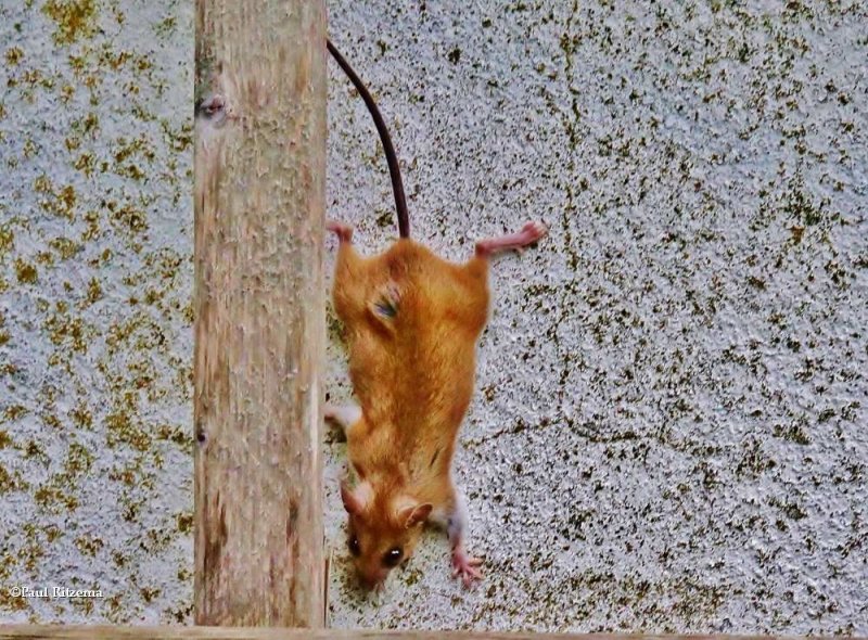 Mouse (Peromyscus sp)