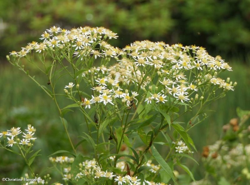 Flat-topped aster (Doellingeria umbellata)
