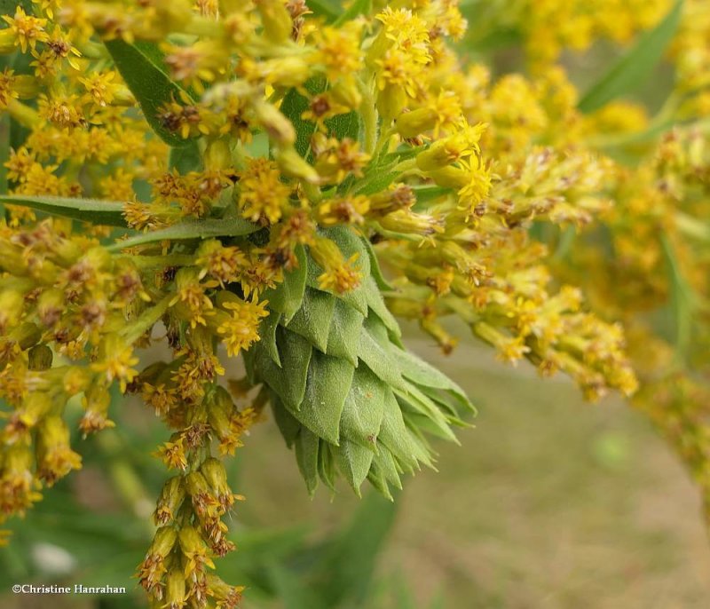 Goldenrod bunch gall