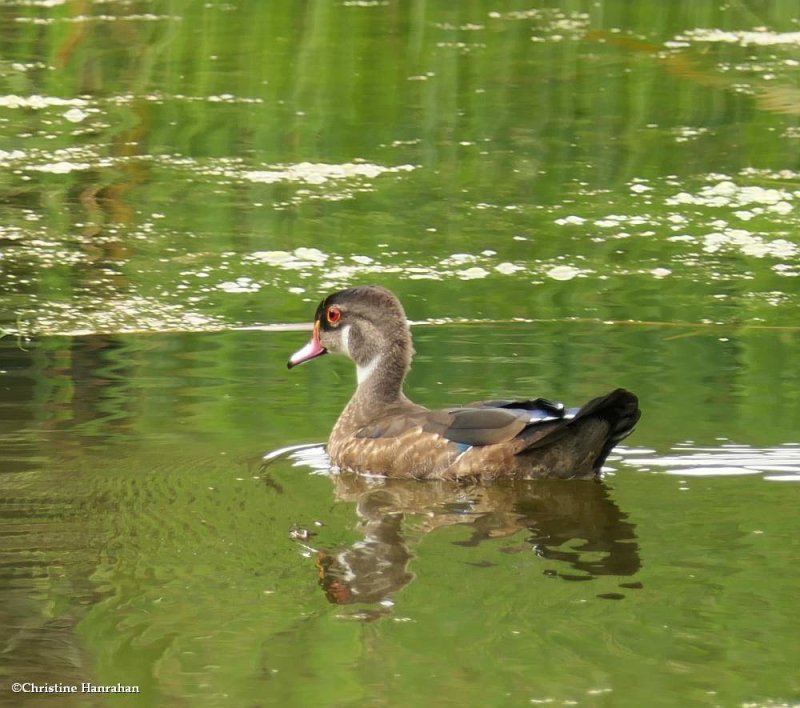 Wood duck