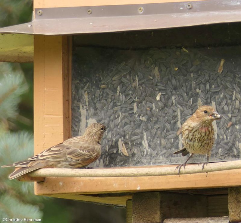 House finches