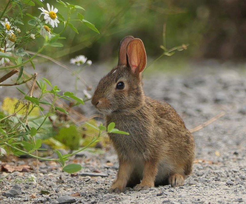 Eastern cottontail (Sylvilagus floridanus)