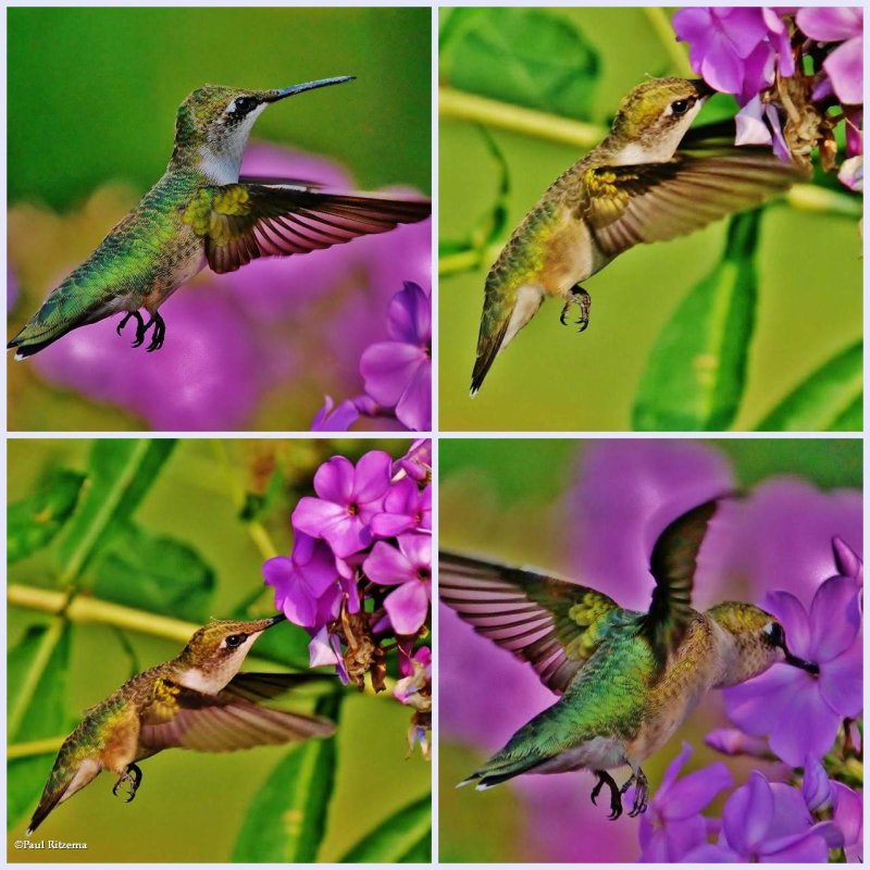 Ruby-throated hummingbird