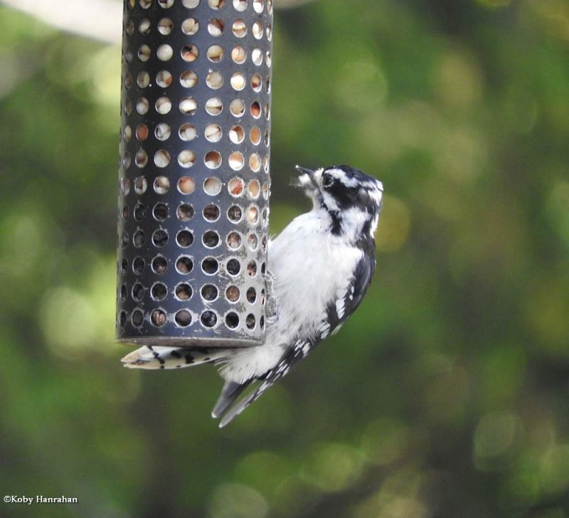 Downy Woodpecker