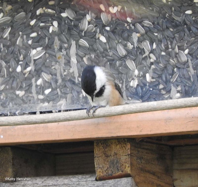 Black-capped chickadee
