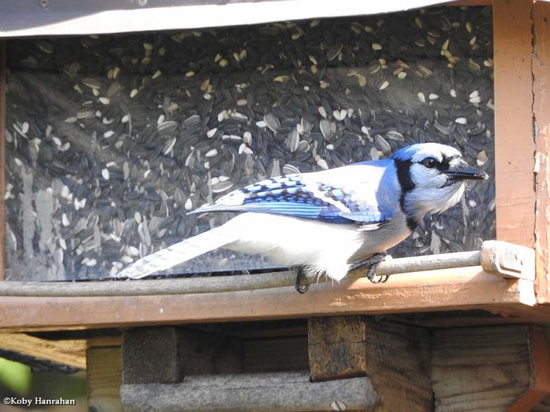 Blue Jay