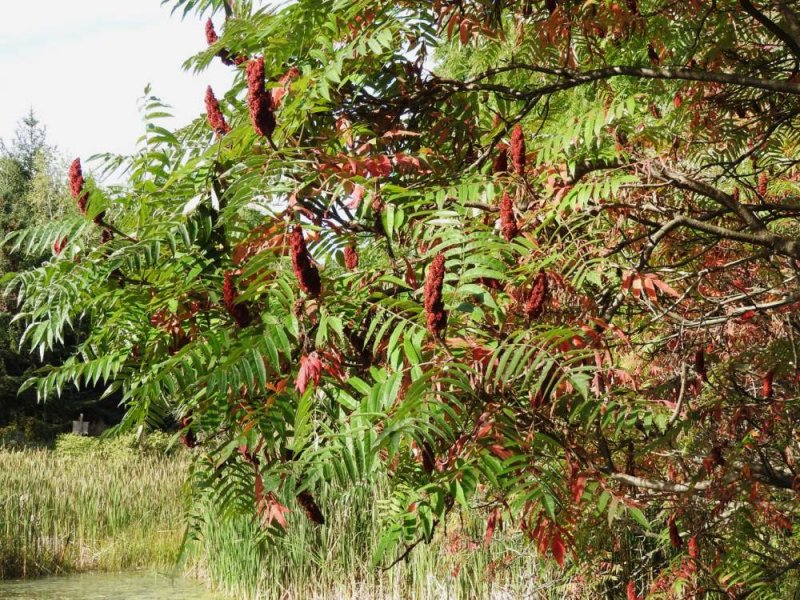 Sumacs  (Rhus typhina)