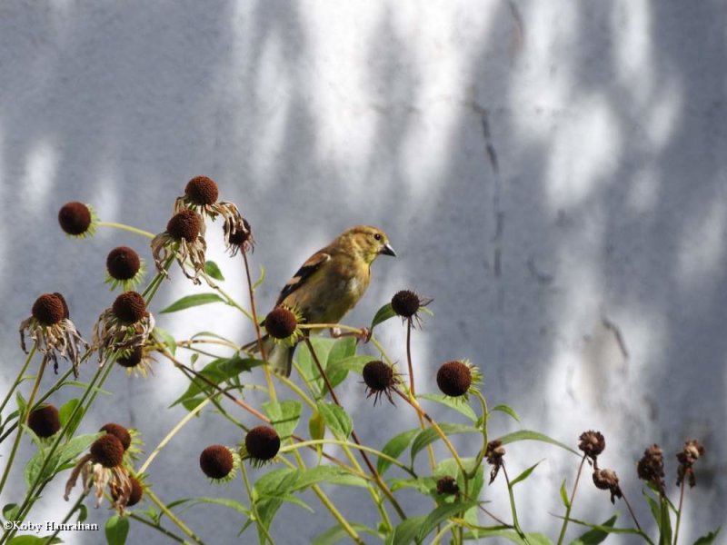 American goldfinch